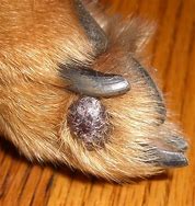 Image result for Large Dog Wart