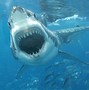 Image result for Great White Shark Pics
