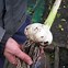 Image result for elephant garlic garlic