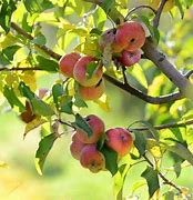 Image result for Apple Tree No Leaves