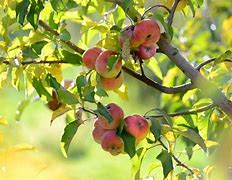 Image result for Apple Fruit Tree