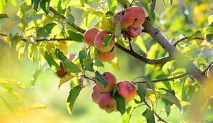 Image result for Spring Apple Tree Care