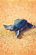Image result for Cute Little Baby Turtle