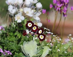 Image result for Primula auricula Alice Haysom