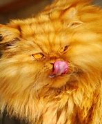 Image result for What Is the Easiest Cat to Own