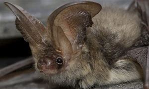 Image result for Brown Long-Eared Bat