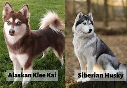 Image result for Alaskan Klee Kai vs Siberian Husky