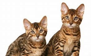 Image result for Cat CA