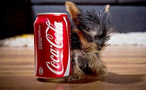 Image result for Smallest Baby Animals in the World