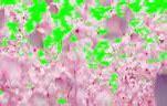 Image result for Flowers Green screen