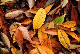 Image result for Leaf Leaves