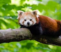 Image result for Panda Roux