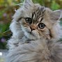 Image result for Persian Cat Smiling