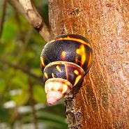 Image result for Florida Tree Snail