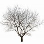 Image result for Early Transparent Apple Tree
