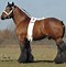 Image result for Draft Riding Horse Breeds