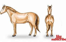 Image result for Horse Front View Half