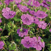 Image result for Geranium Pink Penny