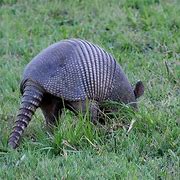 Image result for Armadillo Digging Holes