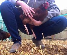 Image result for How to Hold a Chicken