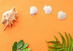 Image result for Seashells Elgg Theme iPhone 6