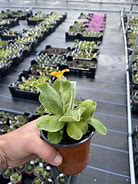 Image result for Primula auricula Gleam