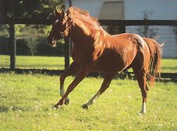 Image result for Secretariat Horse