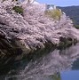 Image result for kyoto cherry blossom