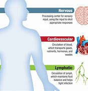 Image result for Infographic Human Body Systems