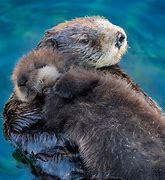 Image result for Otters Hugging