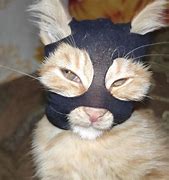 Image result for Cat with Mask Meme