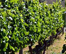 Image result for Pinot Noir Vineyard