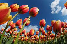 tulipani fiori tulipark a roma un giardino con pi 249 di trecentomila tulipani tulipani fiori tulipark a roma un giardino con pi 249 di trecentomila tulipani