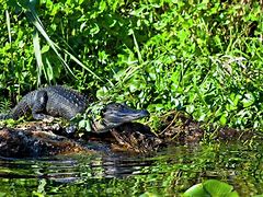 Image result for Tropical Rainforest Alligator