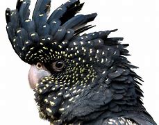 Image result for Black Cockatoo