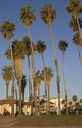 Image result for Cool Palm Trees
