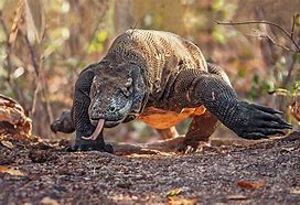 Image result for Big Lizard Animal