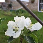 Image result for Jonagold Apple Yellow
