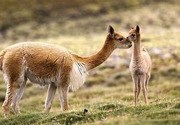 Image result for guanaco