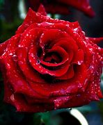 Image result for Rose iPad Wallpaper