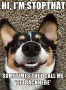 Image result for Funny Looking Small Dog Meme
