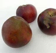 Image result for Pomme Noir