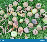 Image result for A Bad Rotten Apple