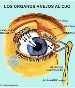Image result for Vasculatura Del Ojo