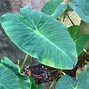 Image result for colocasia