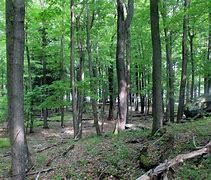 Image result for Lehigh Valley PA Forest