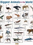 Image result for world s largest animals