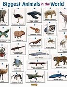 Image result for Biggest and Largest Animal
