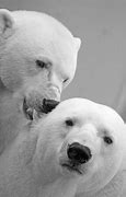 Image result for Black and White Mammals