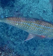 Image result for "pseudupeneus Prayensis". Size: 174 x 185. Source: www.gbif.org
